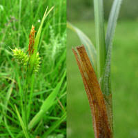 Attēlu rezultāti vaicājumam “Carex lepidocarpa leaf”