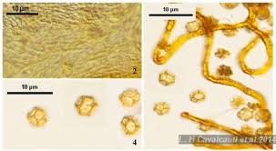 Attēlu rezultāti vaicājumam “Oligonema flavidum spores”