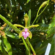 Attēlu rezultāti vaicājumam “Enteridium olivaceum young”