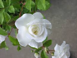 「アイスバーグ」の画像検索結果