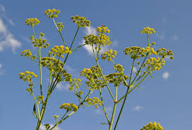 Attēlu rezultāti vaicājumam “Levisticum officinale flower”