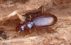 Attēlu rezultāti vaicājumam “Leistus ferrugineus”