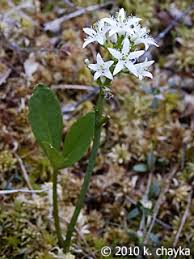 Attēlu rezultāti vaicājumam “Menyanthes trifoliata leaf”