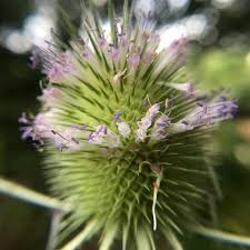 Attēlu rezultāti vaicājumam “Dipsacus fullonum”