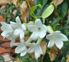 Attēlu rezultāti vaicājumam “Galega orientalis bud”