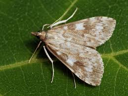 Attēlu rezultāti vaicājumam “Udea olivalis”