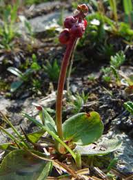 Attēlu rezultāti vaicājumam “Pyrolaceae”