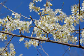 Attēlu rezultāti vaicājumam “Prunus (plum-tree) flower”