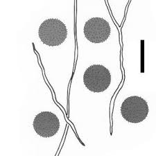 Attēlu rezultāti vaicājumam “Fuligo licentii spores”