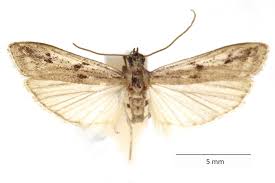 Attēlu rezultāti vaicājumam “Phycitodes binaevella”