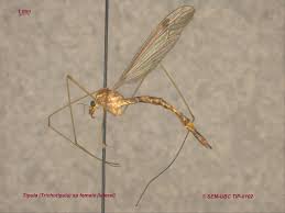 Attēlu rezultāti vaicājumam “Tipulidae female”