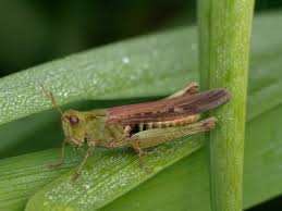Attēlu rezultāti vaicājumam “Chortippus sp.”