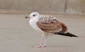 Image result for Larus cachinnans