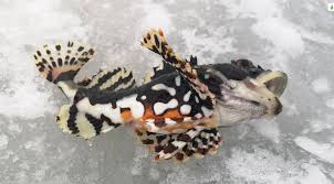 Image result for Myoxocephalus quadricornis