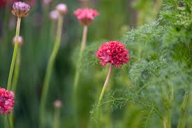 Attēlu rezultāti vaicājumam “Armeria vulgaris bud”