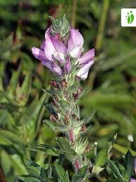 Attēlu rezultāti vaicājumam “Ononis arvensis bud”