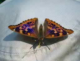 Attēlu rezultāti vaicājumam “Apatura ilia underside”