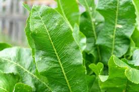 Attēlu rezultāti vaicājumam “Armoracia rusticana leaf”