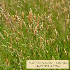 Attēlu rezultāti vaicājumam “Anthoxanthum odoratum”