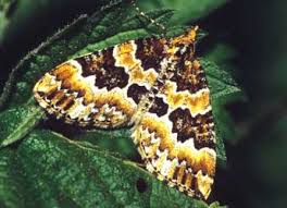 Attēlu rezultāti vaicājumam “Electrophaes corylata”