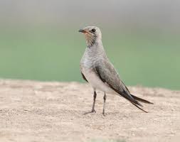 Image result for Glareola pratincola