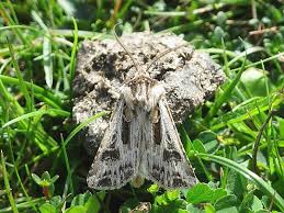 Attēlu rezultāti vaicājumam “Agrotis vestigialis”