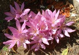 Attēlu rezultāti vaicājumam “Colchicum szovitsii subsp. szovitsii flower”