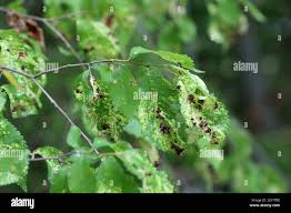 Attēlu rezultāti vaicājumam “Tetraneura ulmi”
