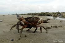 Image result for Carcinus maenas