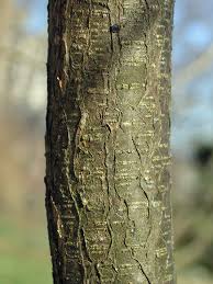 Image result for Colutea arborescens