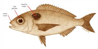 Image result for Pagellus bogaraveo