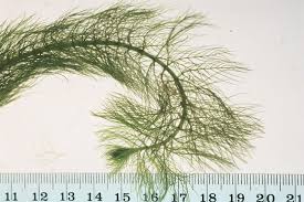 Attēlu rezultāti vaicājumam “Myriophyllum alterniflorum leaf”