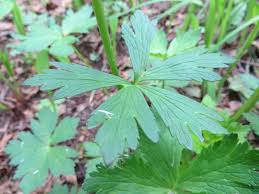 Attēlu rezultāti vaicājumam “Trollius europaeus leaf”