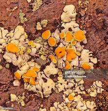 Attēlu rezultāti vaicājumam “Caloplaca scopularis”