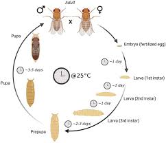 Attēlu rezultāti vaicājumam “Drosophila melanogaster”