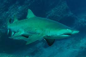 Image result for Carcharias