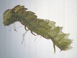 Attēlu rezultāti vaicājumam “Harpanthus scutatus”