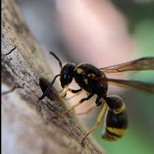 Attēlu rezultāti vaicājumam “Symmorphus sp.”