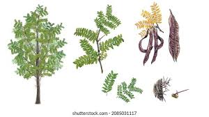 Attēlu rezultāti vaicājumam “Gleditsia triacanthos flower”