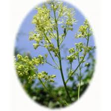 Attēlu rezultāti vaicājumam “Thalictrum flavum fruit”