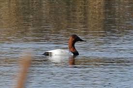 Image result for Aythya valisineria