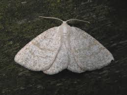 Attēlu rezultāti vaicājumam “Cabera exanthemata”