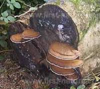 Attēlu rezultāti vaicājumam “Ganoderma applanatum”