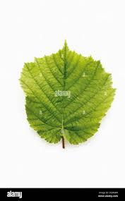 Attēlu rezultāti vaicājumam “Corylus avellana leaf”
