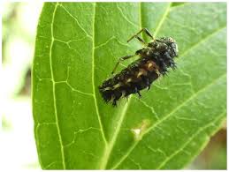 Attēlu rezultāti vaicājumam “Cantharis fusca larva”