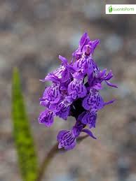 Attēlu rezultāti vaicājumam “Dactylorhiza majalis subsp. baltica flower”