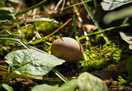 Attēlu rezultāti vaicājumam “Scleroderma citrinum”