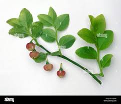Attēlu rezultāti vaicājumam “Vaccinium myrtillus leaf”