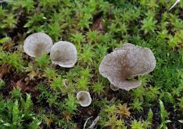 Attēlu rezultāti vaicājumam “Arrhenia retiruga”