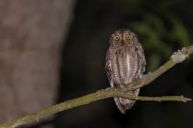 Image result for Otus scops
